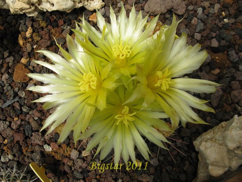 Ferocactus spec. nova 