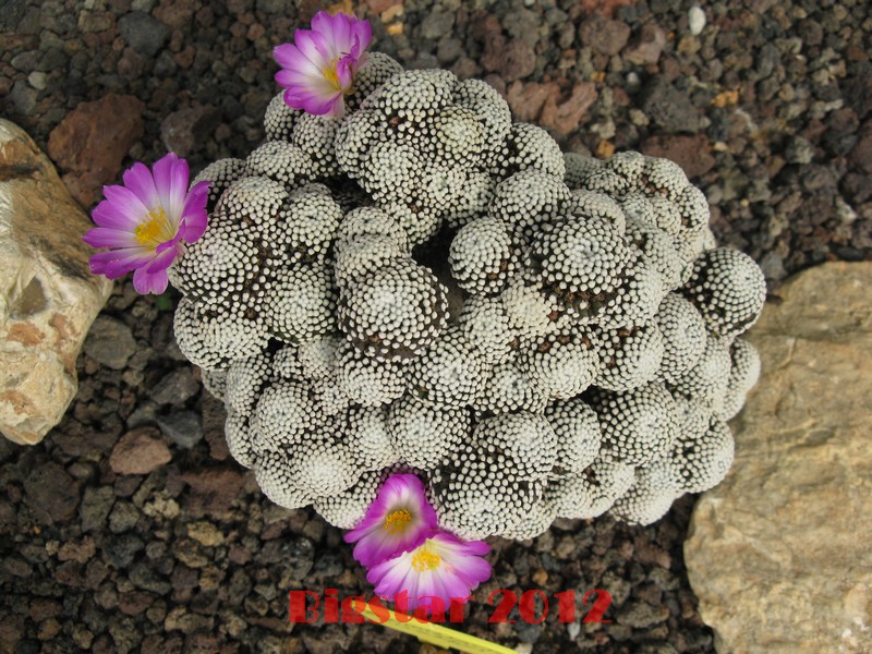 Mammillaria luethyi 