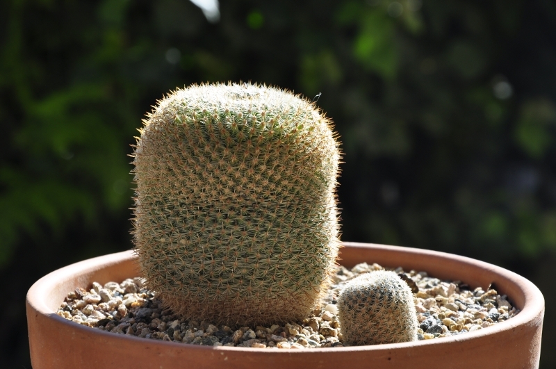 Mammillaria pseudohalbingeri ROG 405