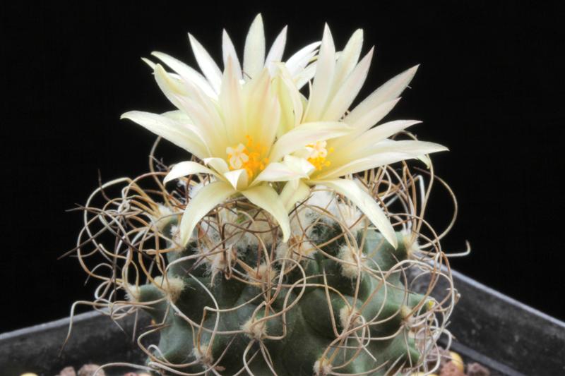 Turbinicarpus krainzianus 