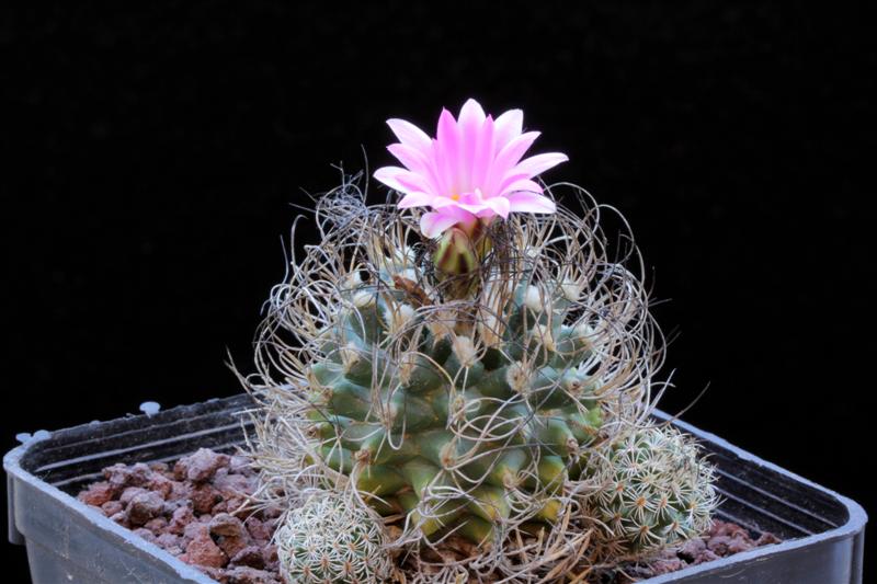 Turbinicarpus krainzianus 