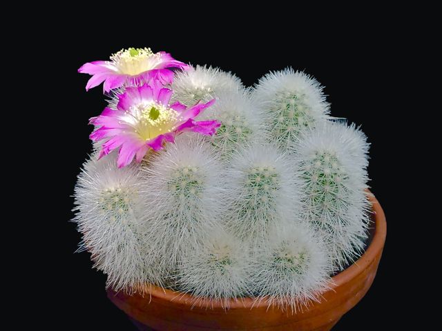 echinocereus nivosus