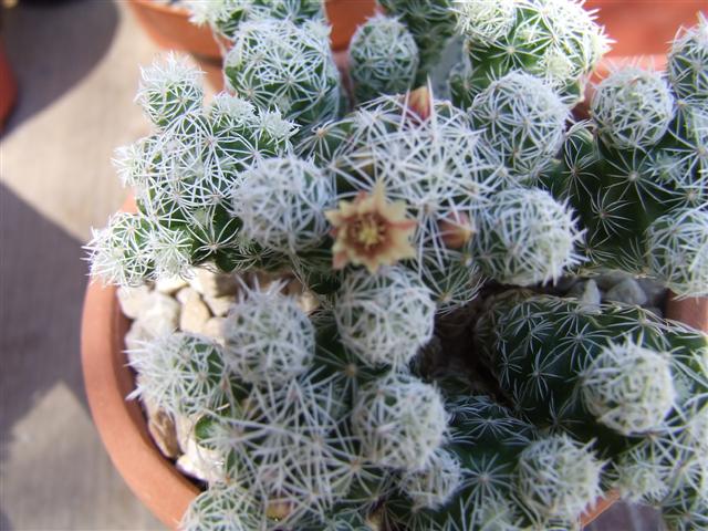 Mammillaria gracilis 