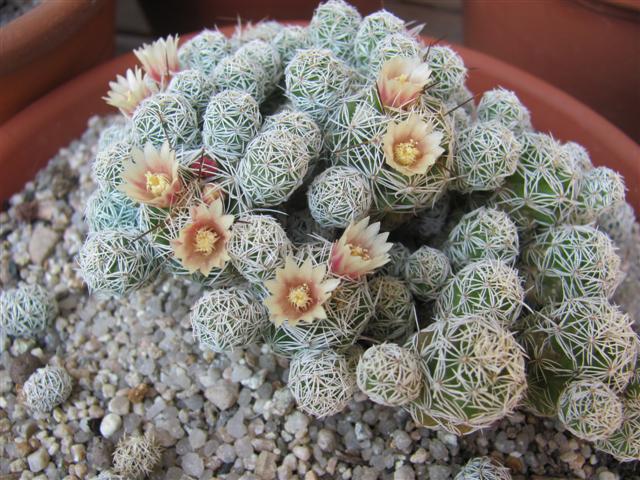 Mammillaria gracilis v. pulchella 