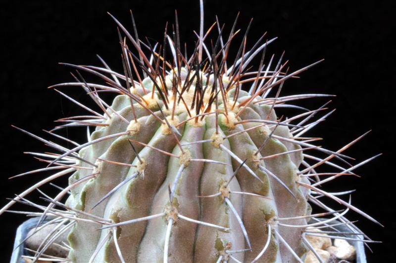 Copiapoa cinerea v. carrizalensis WK 773