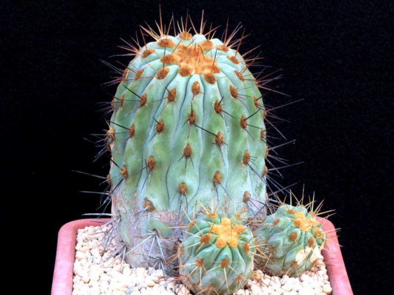 Copiapoa cinerea ssp. haseltoniana 