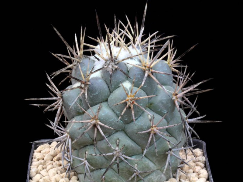 Coryphantha poselgeriana v. valida MV 516