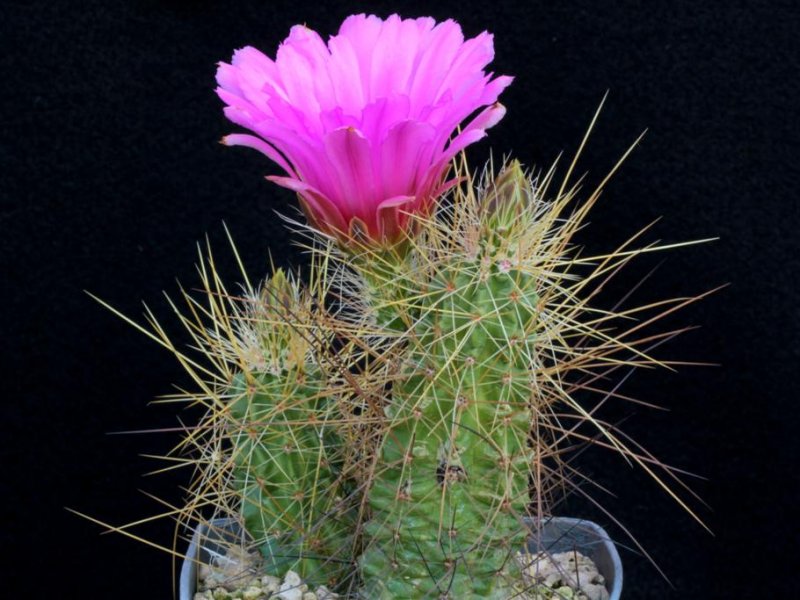 echinocereus viereckii ssp. santamariensis