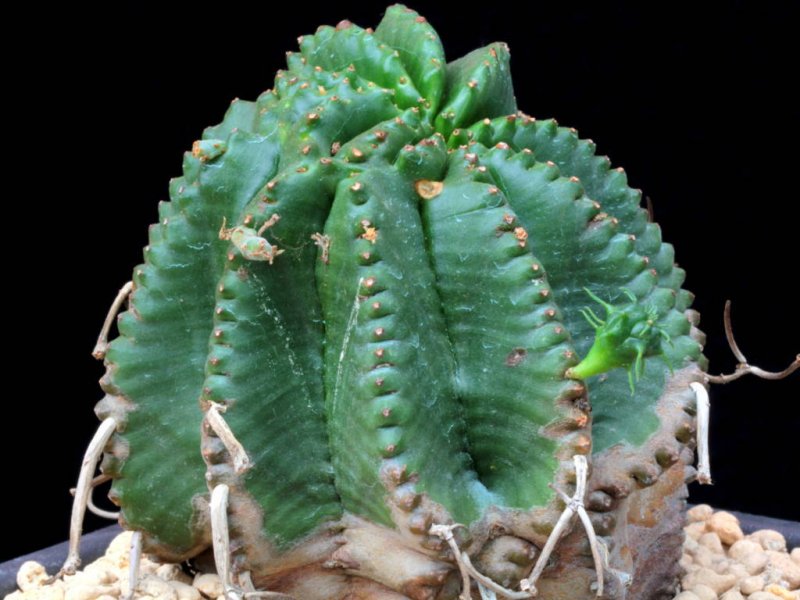 Euphorbia meloformis 