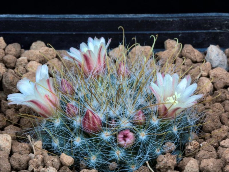 Mammillaria aurihamata 