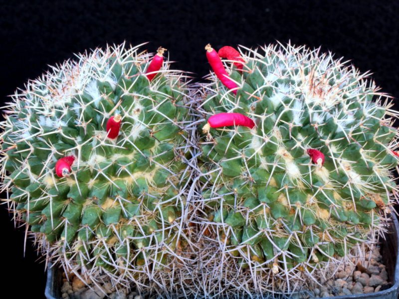 Mammillaria karwinskiana ssp. nejapensis 