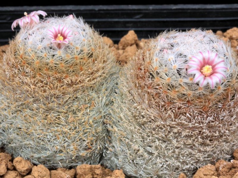 Mammillaria lasiacantha 