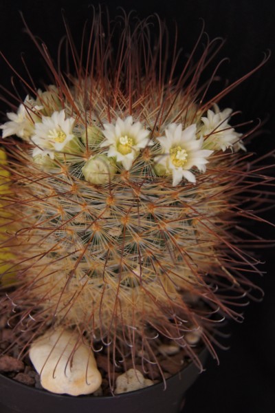 Mammillaria moelleriana 