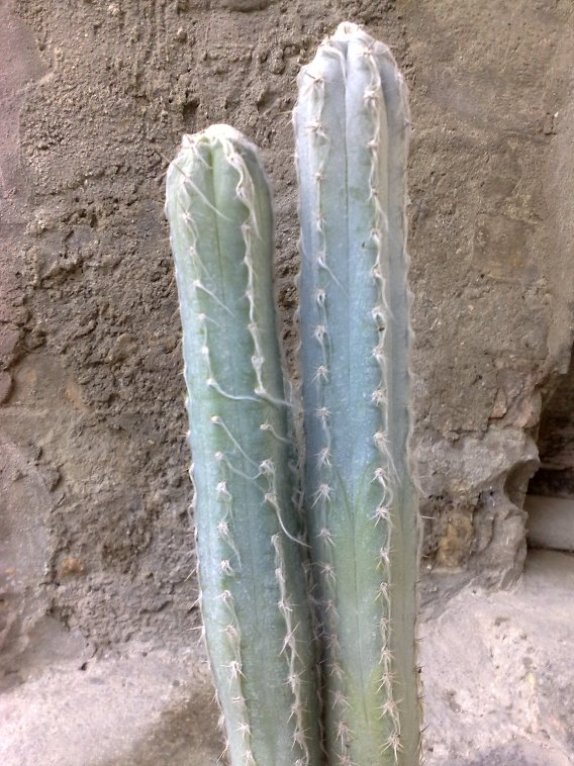 cephalocereus maxonii