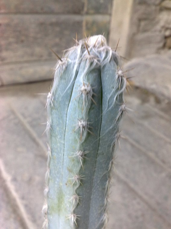 Cephalocereus maxonii 