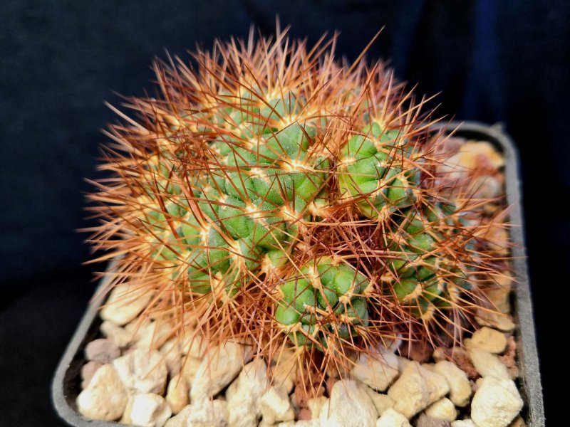 Sulcorebutia tiraquensis ssp. totorensis G179/1