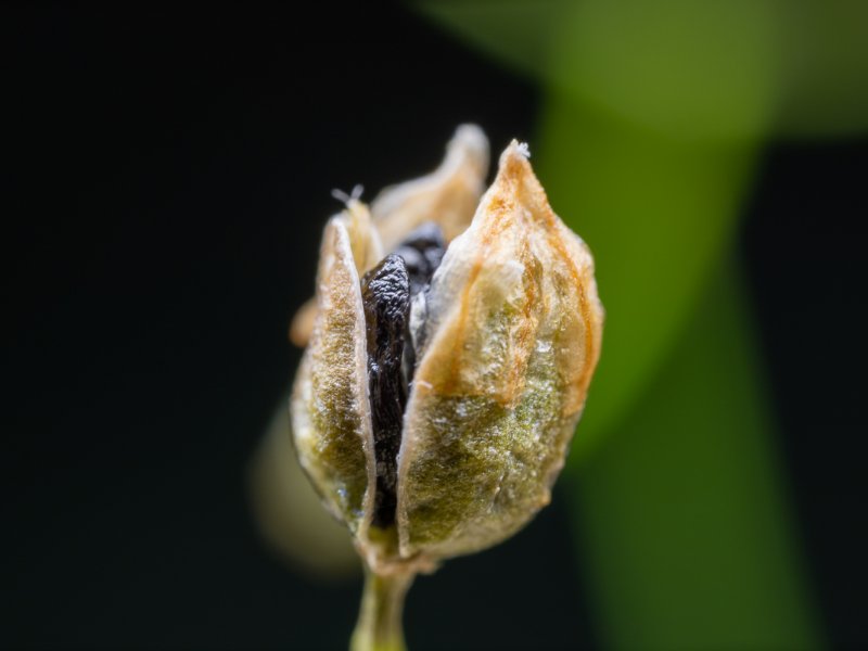 Drimia intricata 