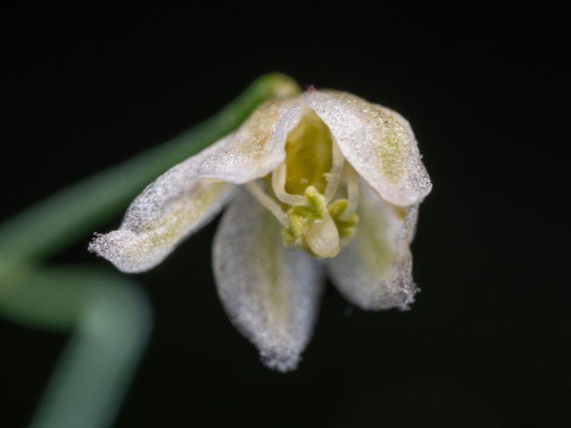 Drimia intricata 