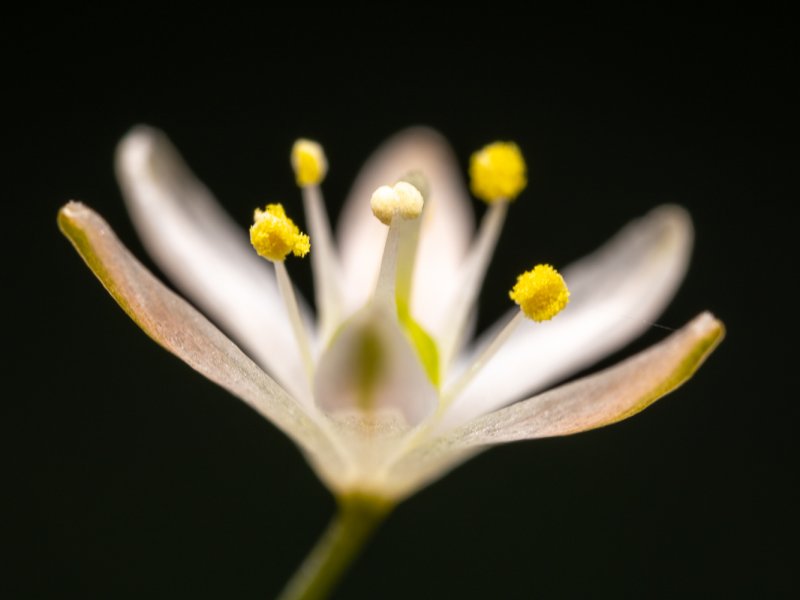 Ornithogalum sardienii 