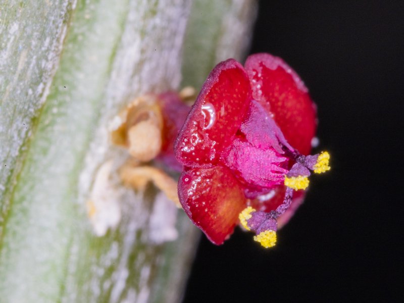 Euphorbia cryptospinosa 
