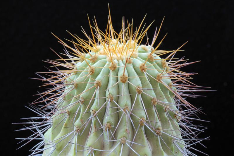 Copiapoa cinerea v. haseltoniana 