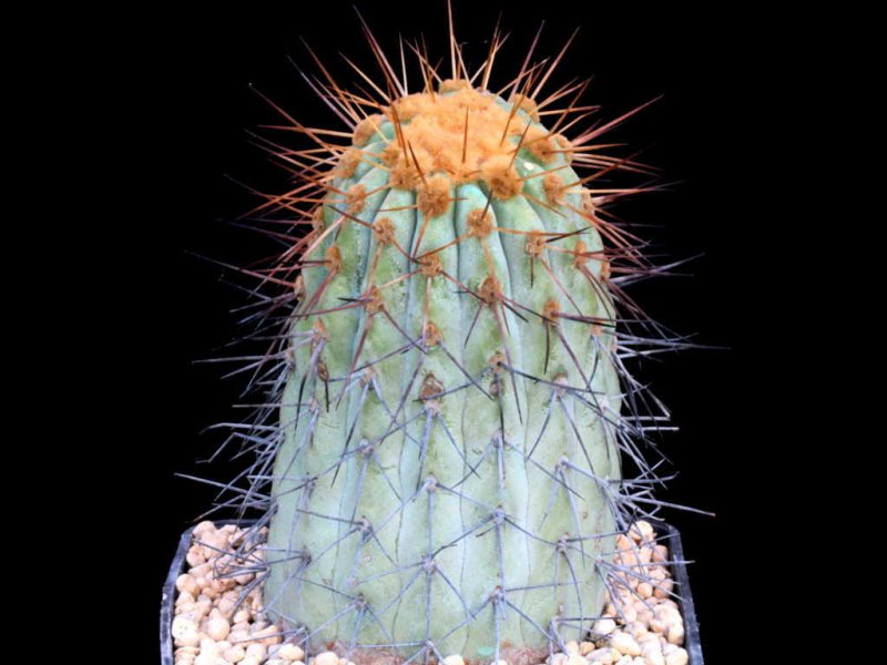 Copiapoa cinerea ssp. gigantea 