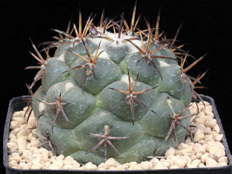 Coryphantha poselgeriana v. valida 