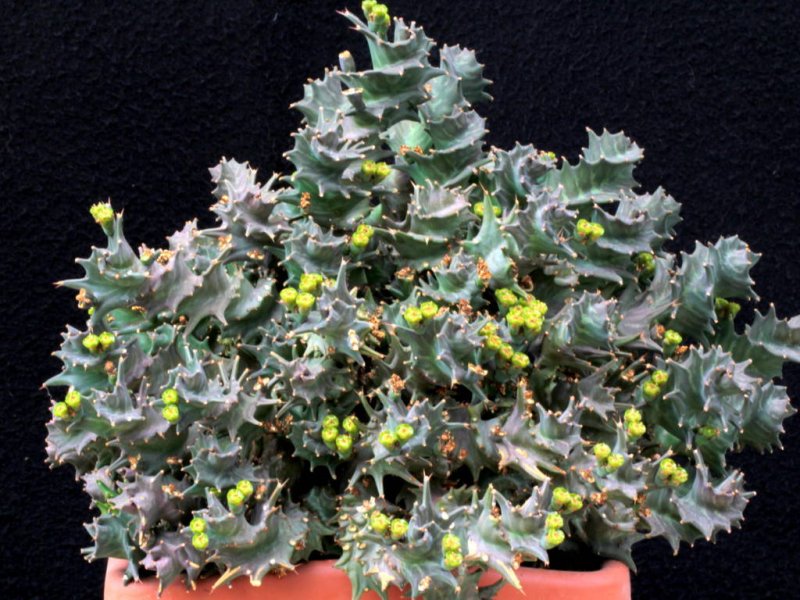 Euphorbia groenewaldii 