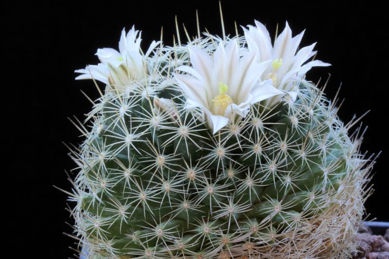 Mammillaria coahuilensis 