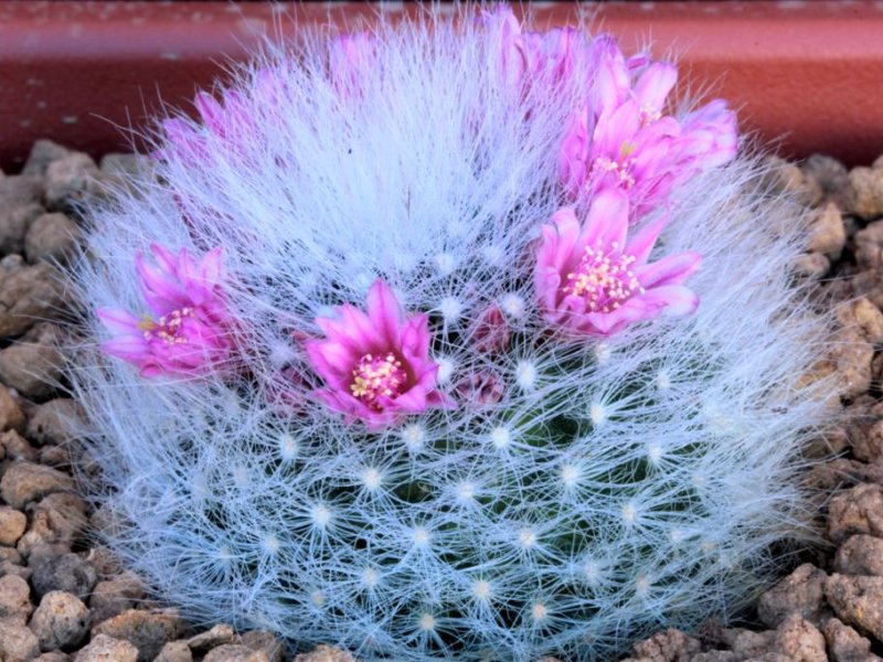 Mammillaria glassii x zeilmanniana 