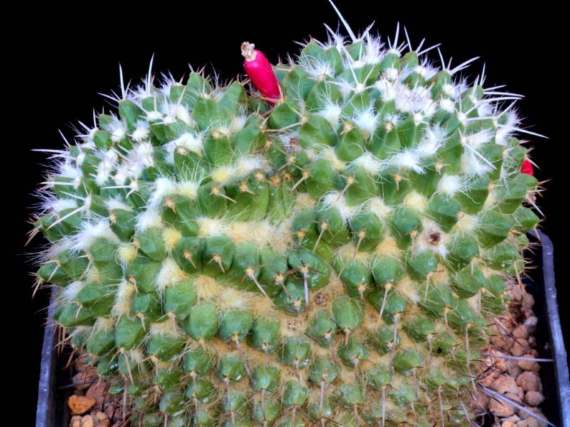 Mammillaria karwinskiana ssp. nejapensis 