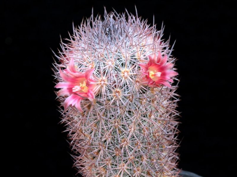 Mammillaria pottsii 