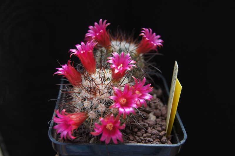 Mammillaria krasuckae 