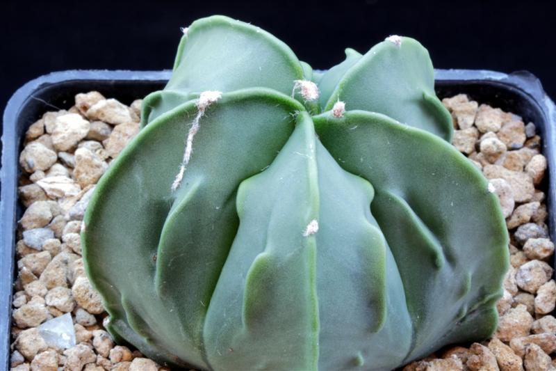 Astrophytum myriostigma cv. fukuryu 