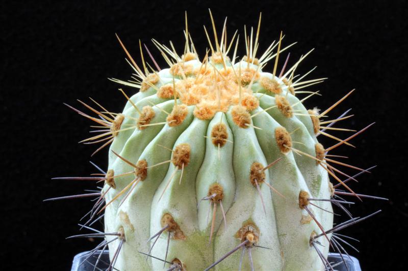 Copiapoa cinerea v. haseltoniana 