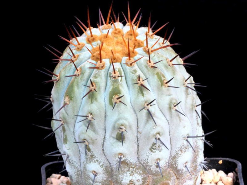 copiapoa cinerea ssp. columna-alba