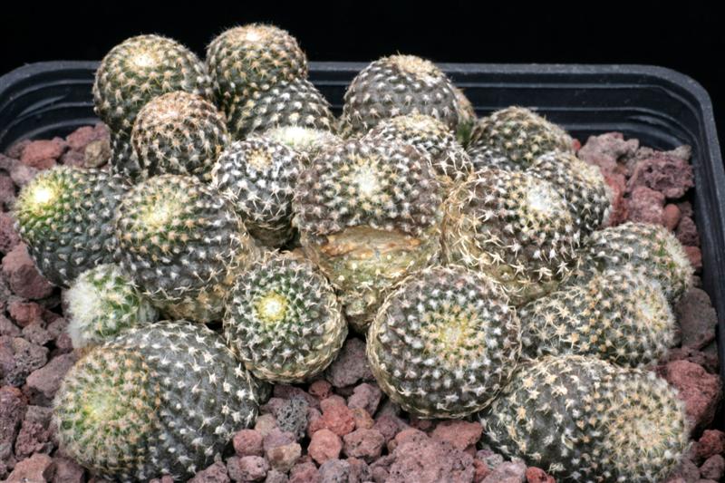 Copiapoa hypogaea ssp. laui 