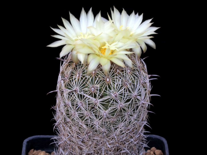 coryphantha palmeri