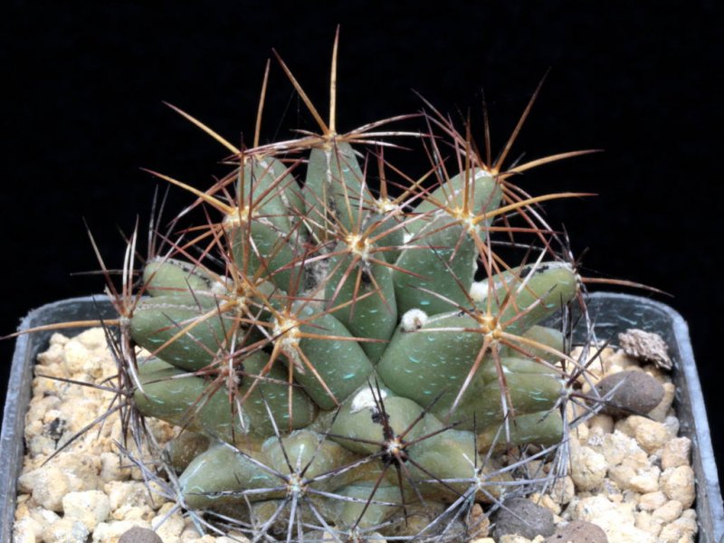 coryphantha scheeri v. valida