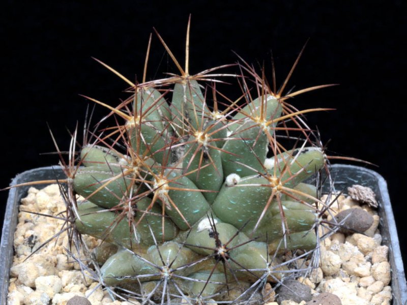 Coryphantha scheeri v. valida SB 138