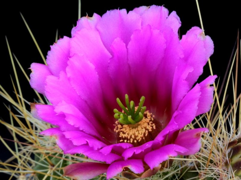 Echinocereus viereckii ssp. santamariensis 