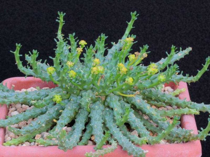 Euphorbia brevirama 