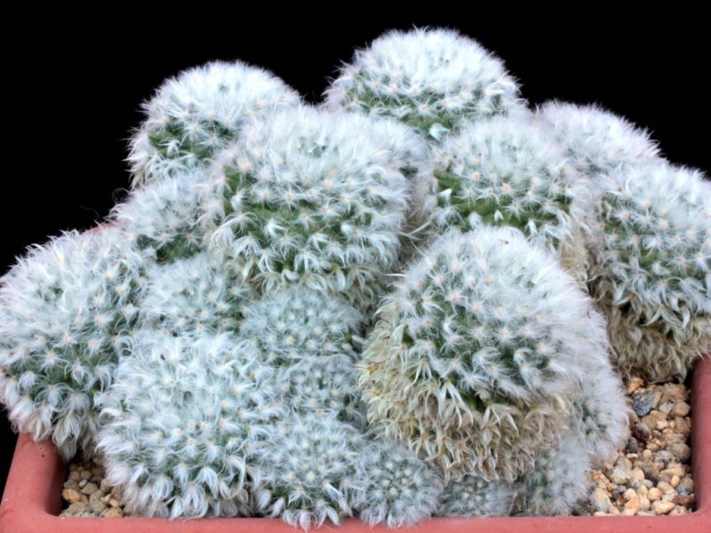 Mammillaria bocasana v. multilanata 