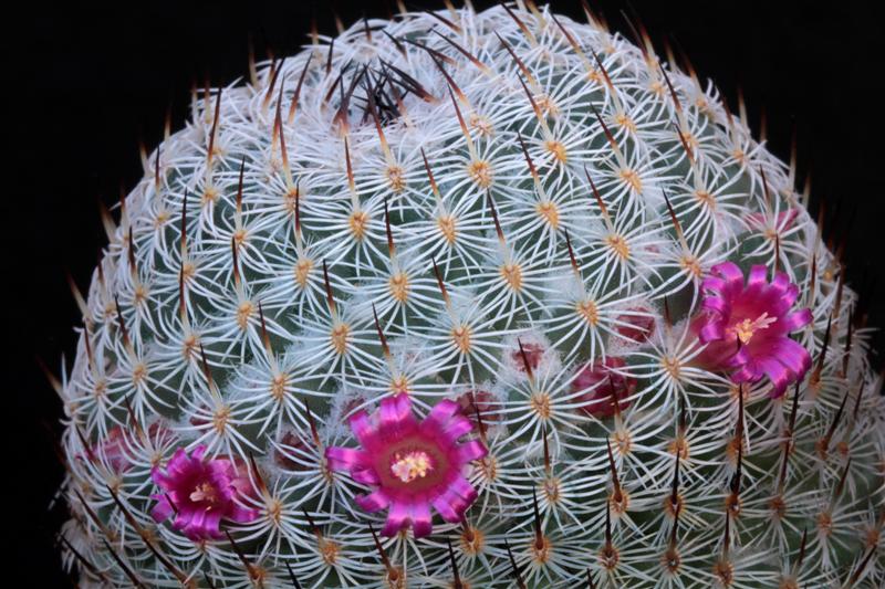 Mammillaria haageana ssp. elegans 