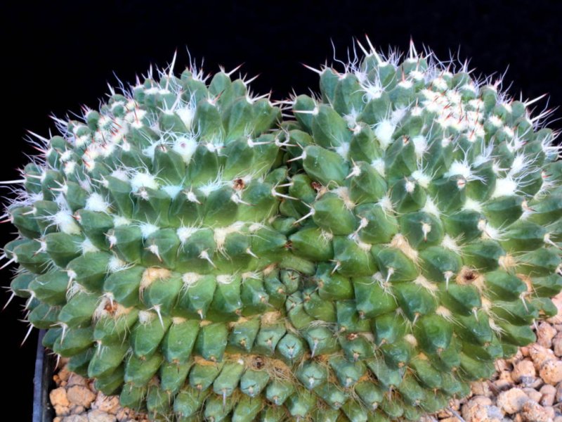 Mammillaria karwinskiana ssp. nejapensis 