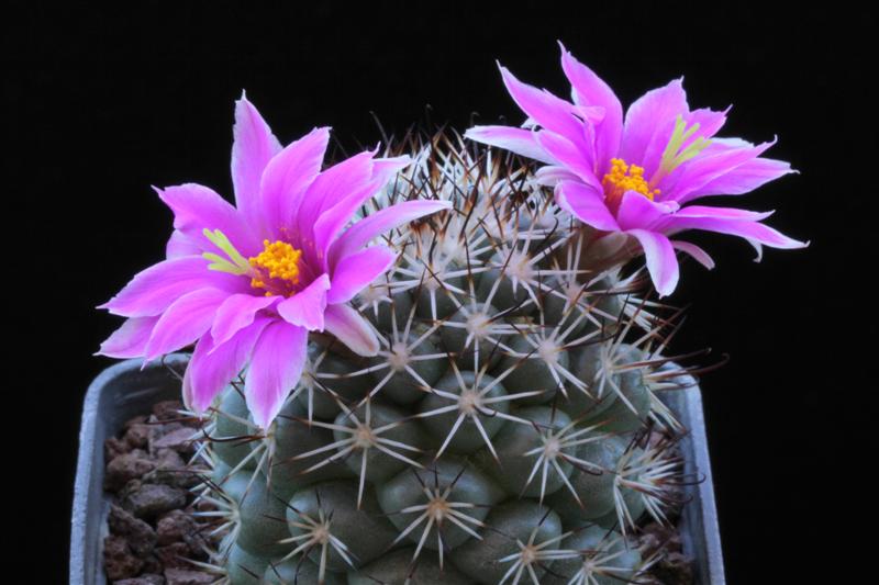 Mammillaria schumannii 