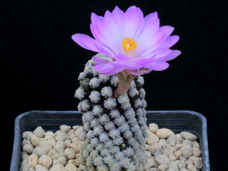 Mammillaria theresae 