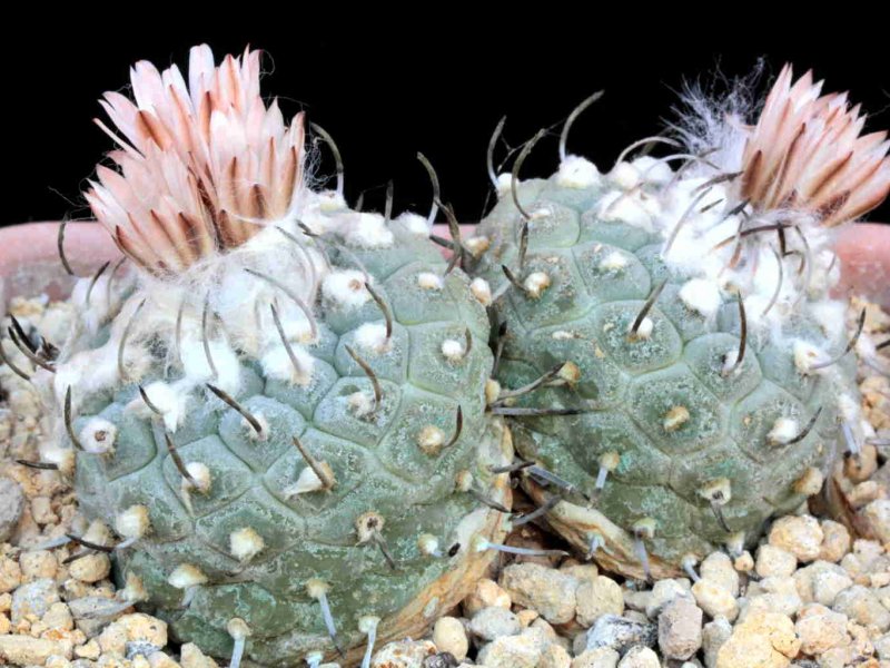 Turbinicarpus jauernigii 