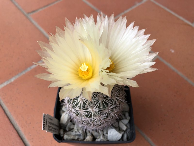 Coryphantha werdermannii 