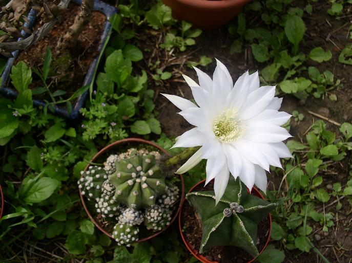 Echinopsis subdenudata 